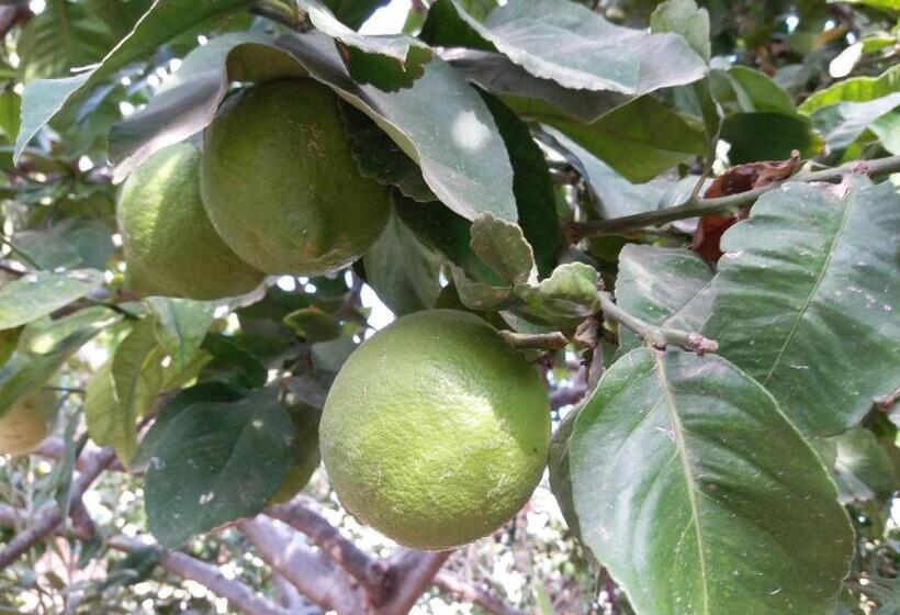 פנסיון Revaklı Ev Guest House