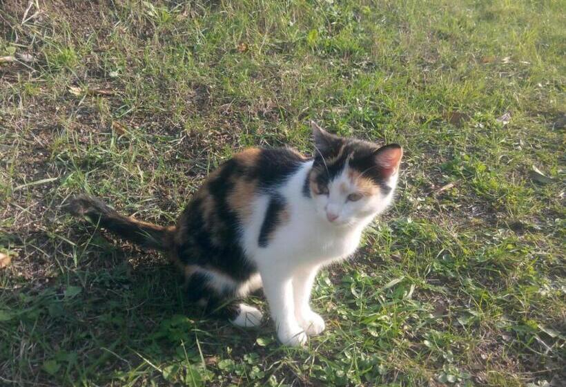 פנסיון Revaklı Ev Guest House