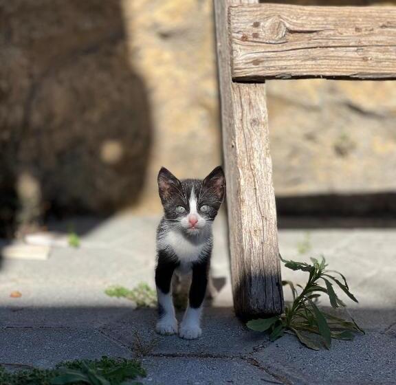פנסיון Revaklı Ev Guest House