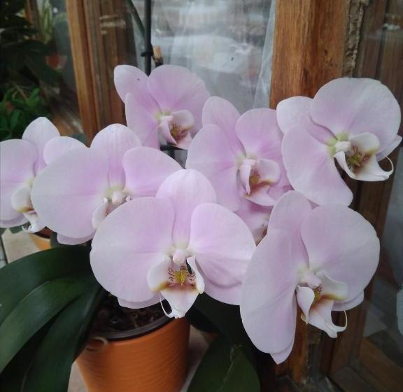 پانسیون Gostišče Oddih