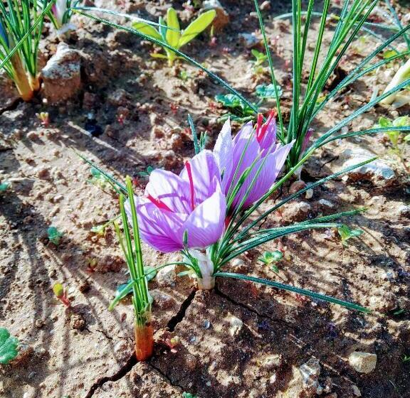 호텔 Masseria Cataldo