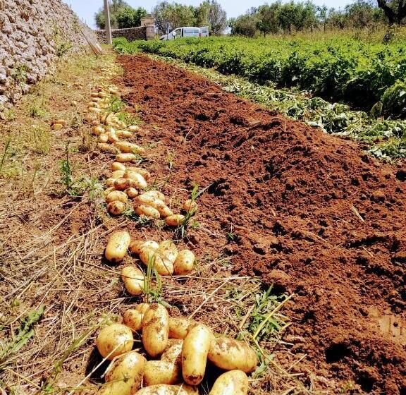 호텔 Masseria Cataldo