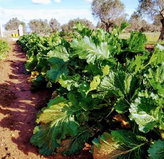 호텔 Masseria Cataldo