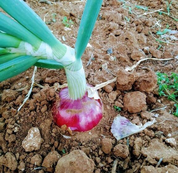 호텔 Masseria Cataldo