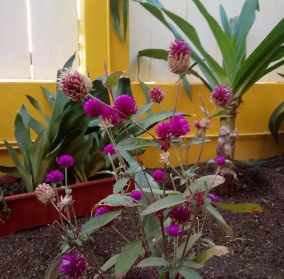 تختخواب و صبحانه O Jardim Do Vinho