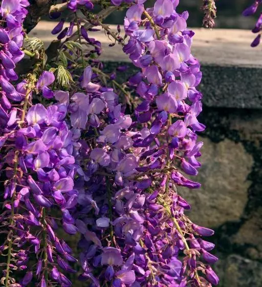 Il Glicine B&b Ristorante