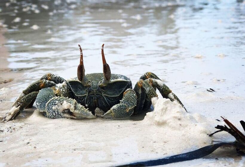 Bed & Breakfast Dreams Of Mapacha