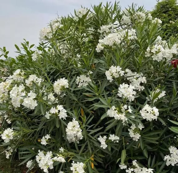 تختخواب و صبحانه Angelo