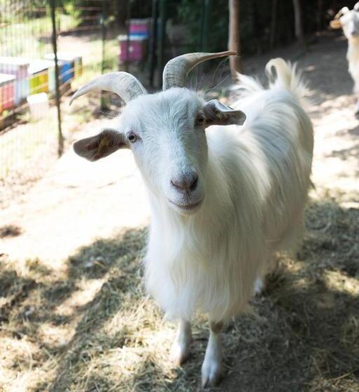 B&b Il Giardino Degli Incanti