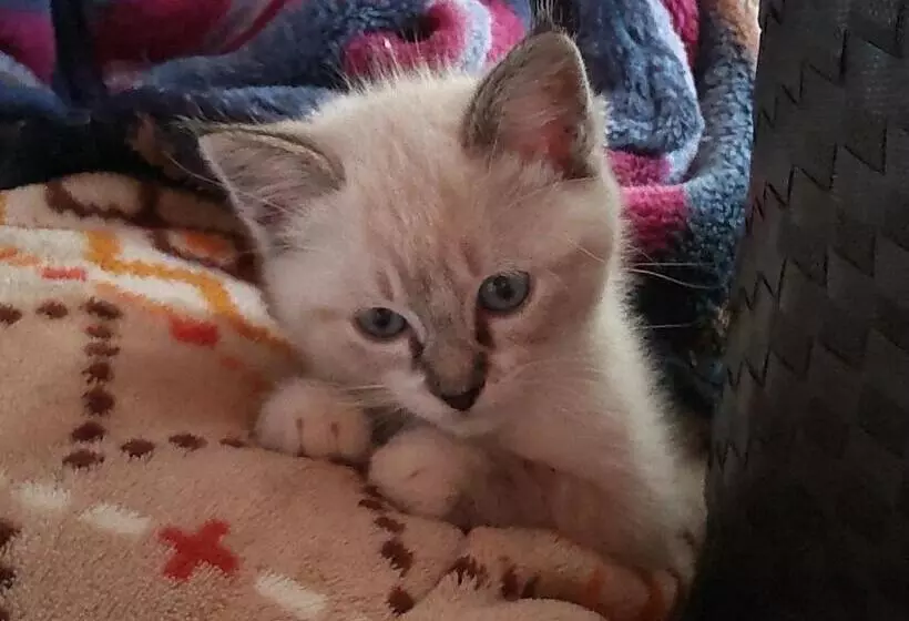 Majatalo Guesthouse Yashima