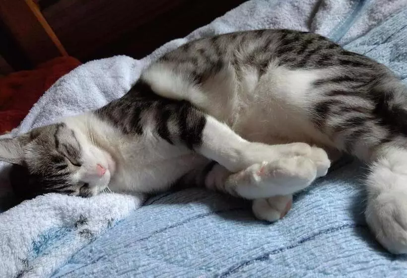 Majatalo Guesthouse Yashima