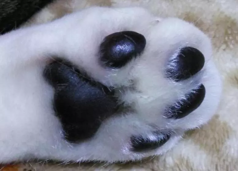 Majatalo Guesthouse Yashima