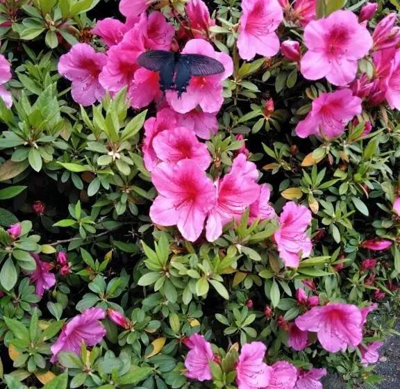 Majatalo Guesthouse Yashima