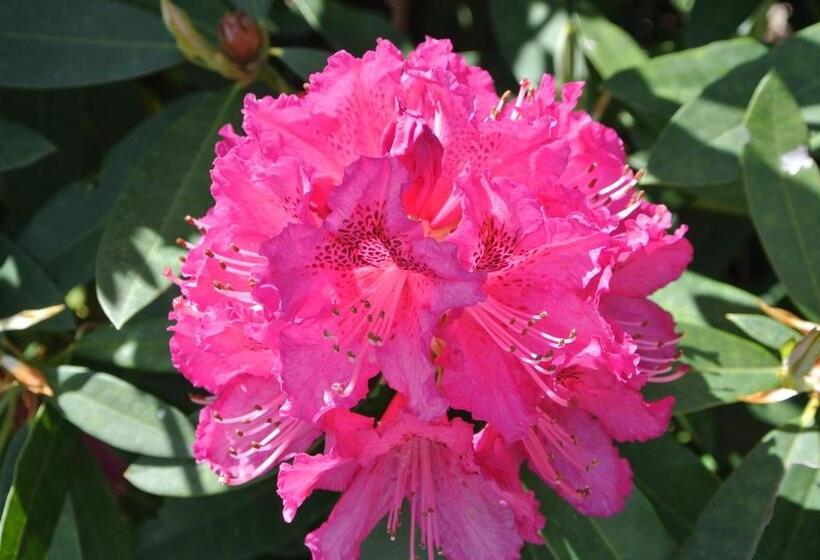 مبيت وإفطار Campagnoli