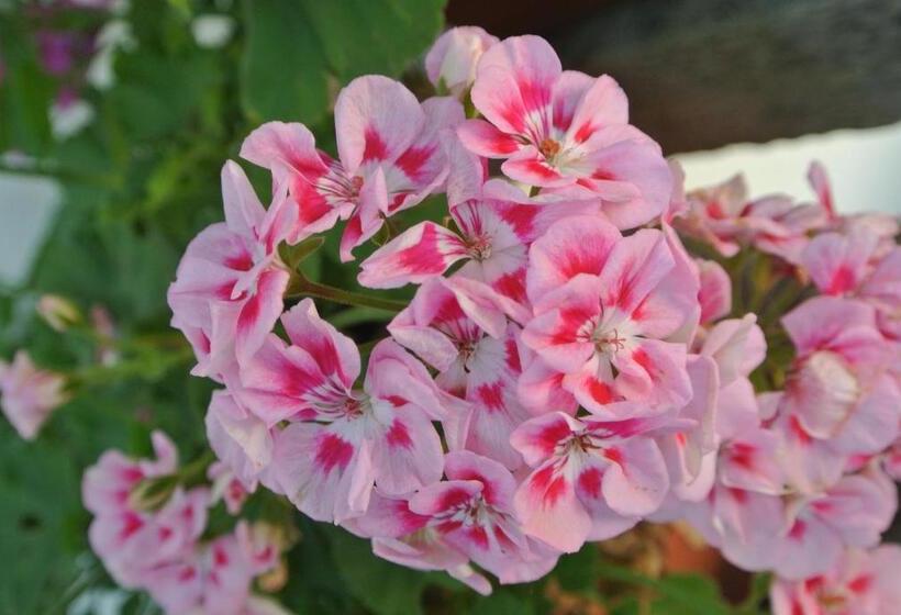 مبيت وإفطار Campagnoli