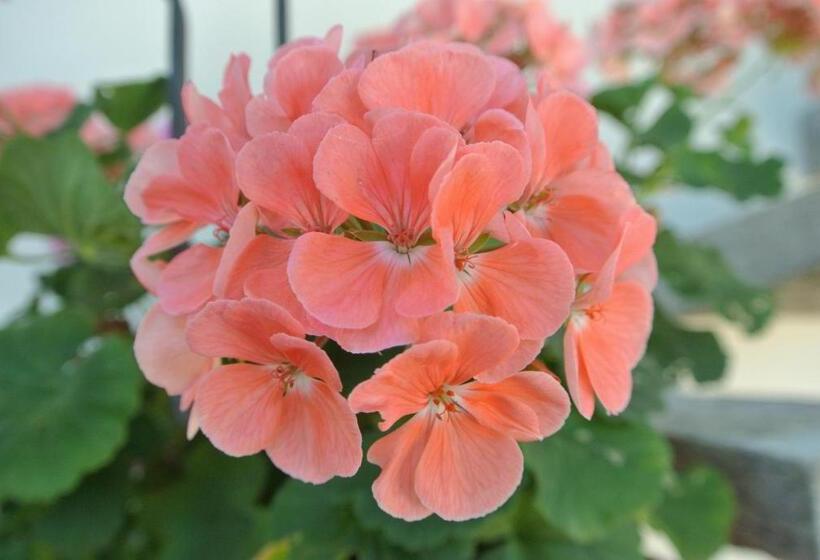 مبيت وإفطار Campagnoli