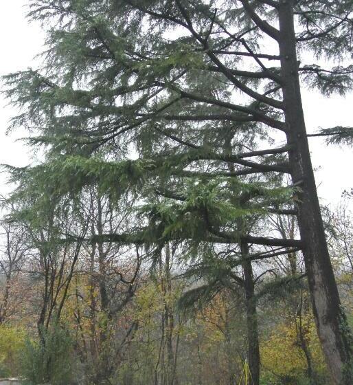 مبيت وإفطار Campagnoli