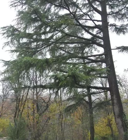 Bed and Breakfast Campagnoli