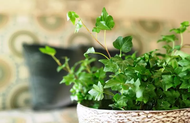 酒店 Ayres Suites Diamond Bar