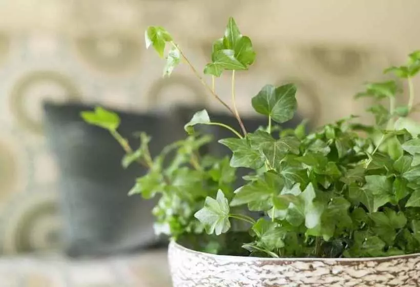 酒店 Ayres Suites Diamond Bar