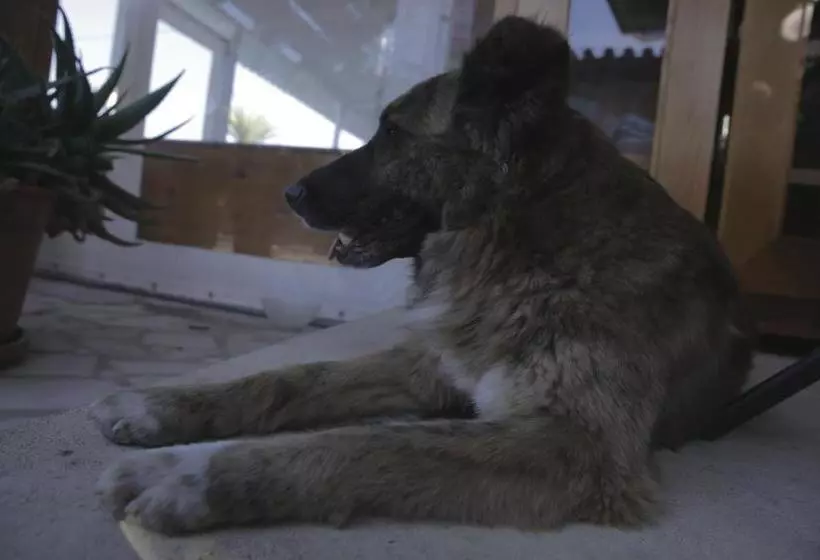 Majatalo Casa Da Mata Surfhouse