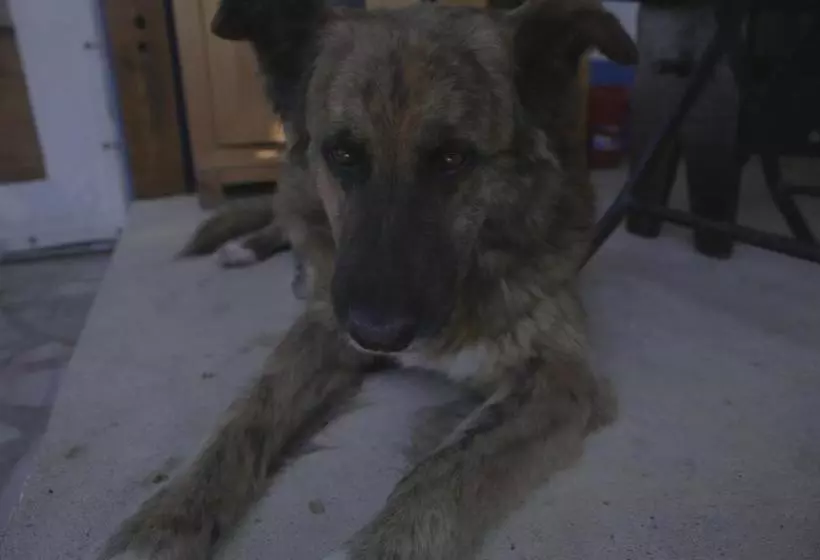 Majatalo Casa Da Mata Surfhouse