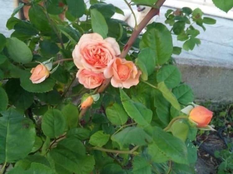 פנסיון Elodie S Country House