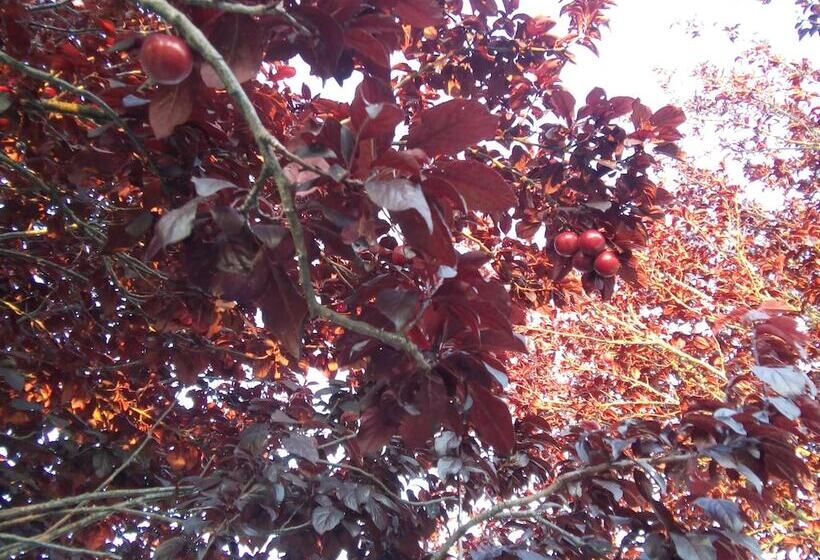 פנסיון Elodie S Country House