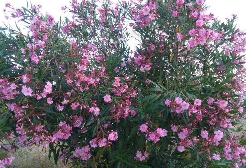 פנסיון Elodie S Country House