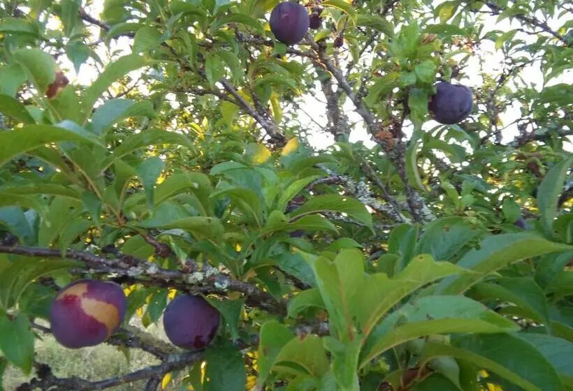 ペンション Elodie S Country House