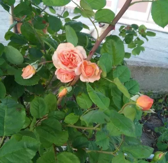 ペンション Elodie S Country House