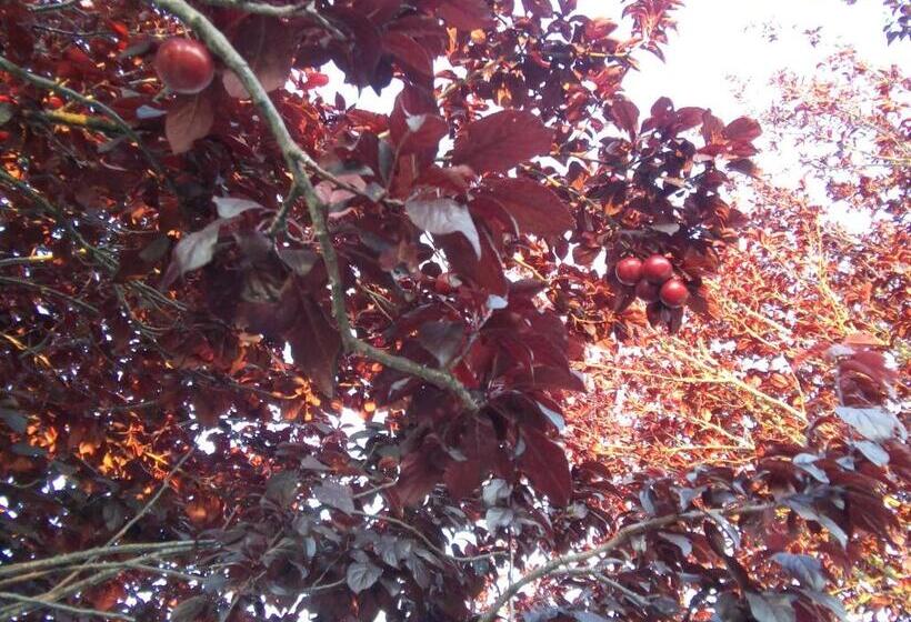 פנסיון Elodie S Country House