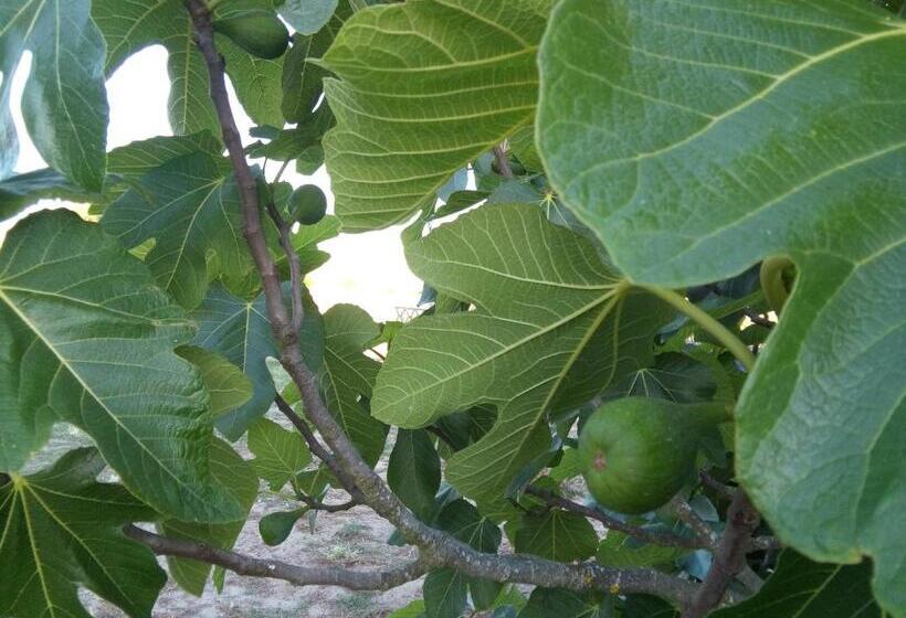 פנסיון Elodie S Country House