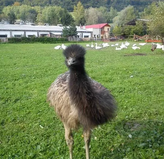 ペンション Penzión Drieňovkou