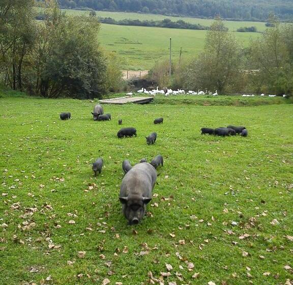 膳宿费 Penzión Drieňovkou