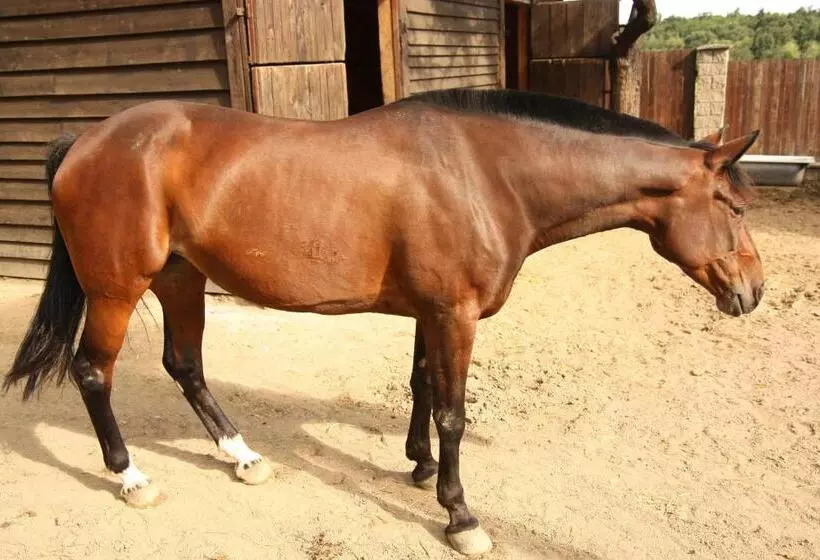 Hotelli Areal Botanika