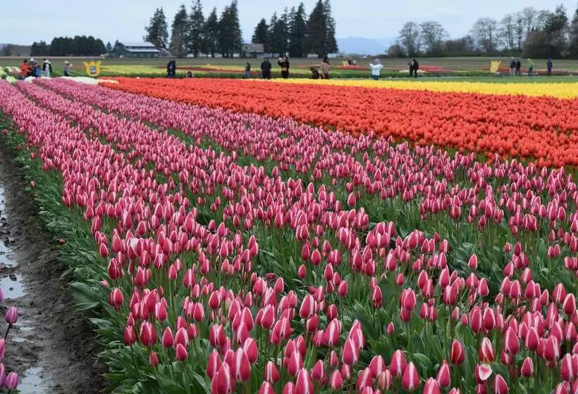 酒店 La Conner Channel Lodge