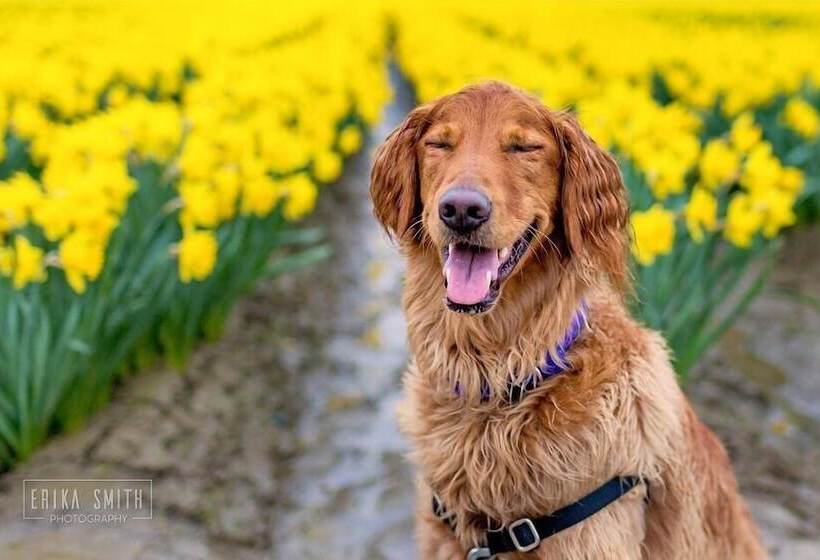 酒店 La Conner Channel Lodge