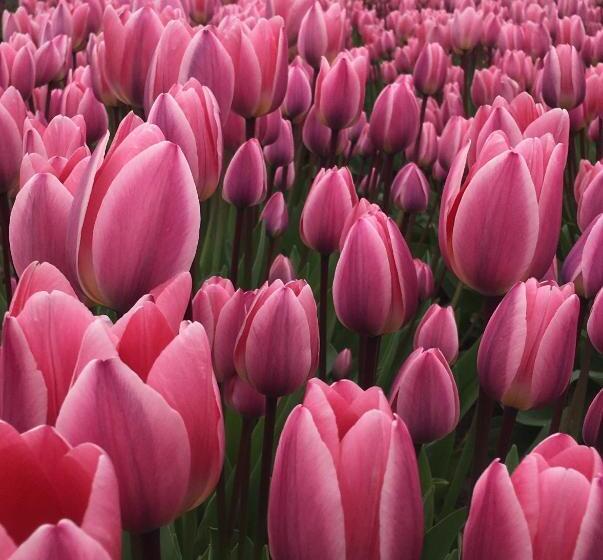 酒店 La Conner Channel Lodge