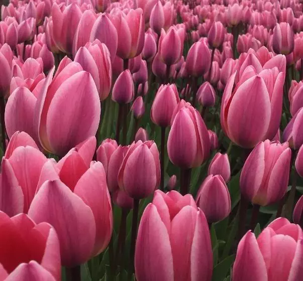 酒店 La Conner Channel Lodge