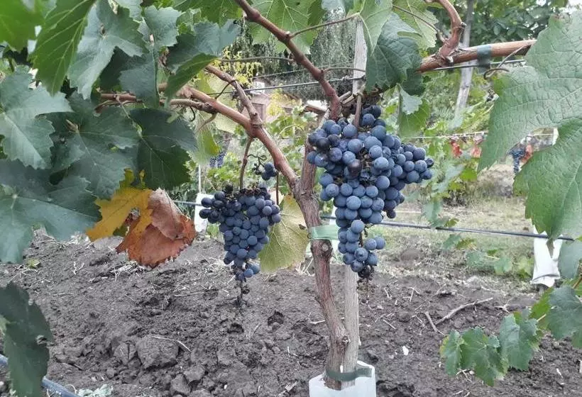 Retkeilymaja La Posada Del Jamón