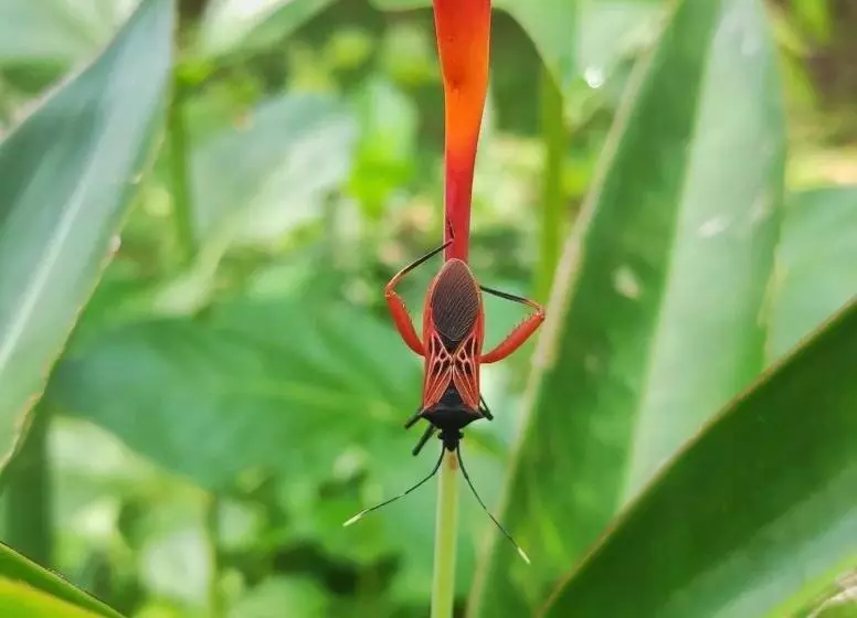 ペンション Palmayacu Refugio Amazónico
