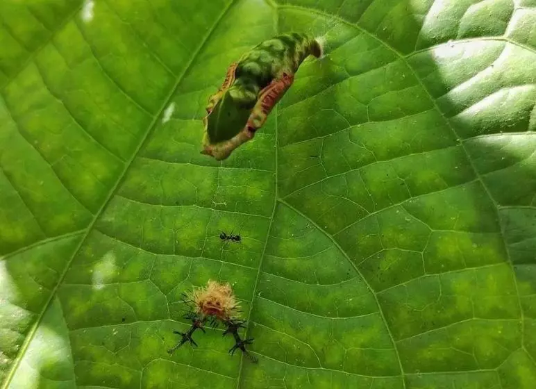 ペンション Palmayacu Refugio Amazónico