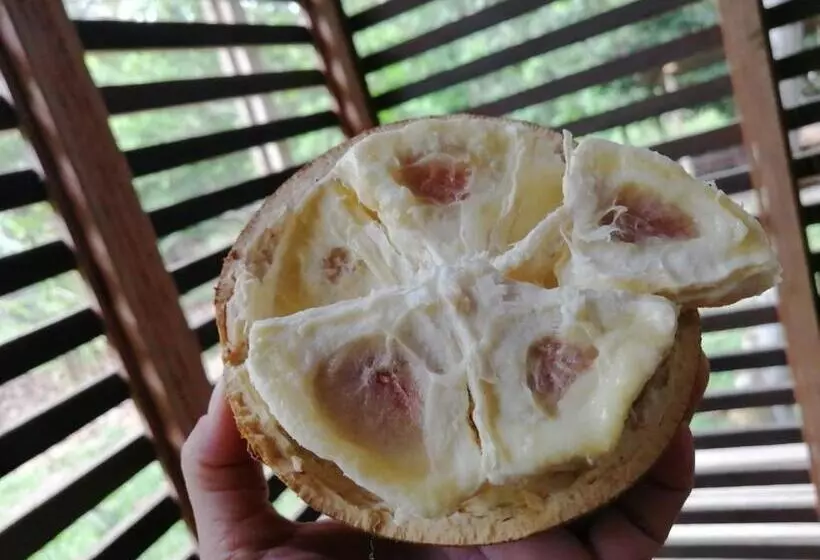 ペンション Palmayacu Refugio Amazónico