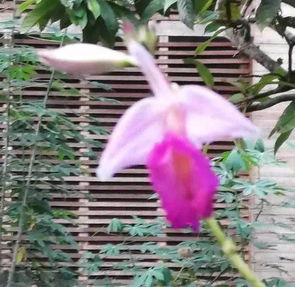 ペンション Palmayacu Refugio Amazónico