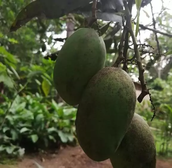 ペンション Palmayacu Refugio Amazónico