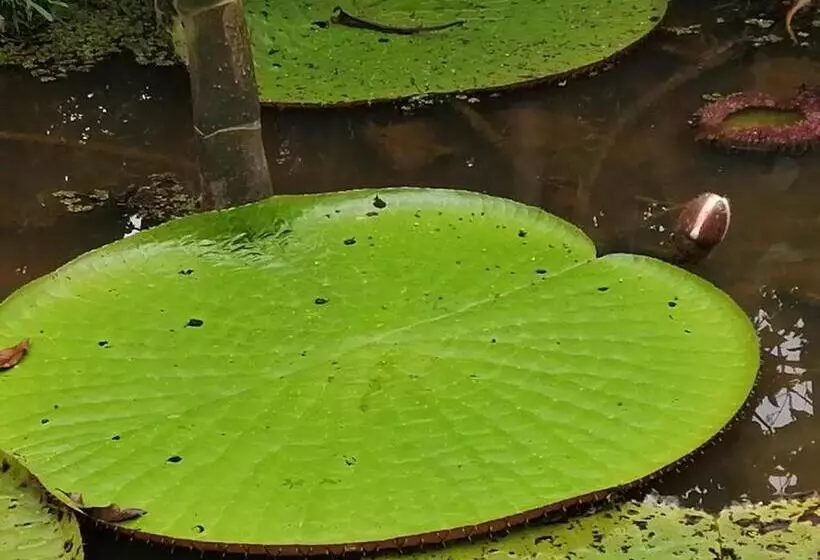 ペンション Palmayacu Refugio Amazónico