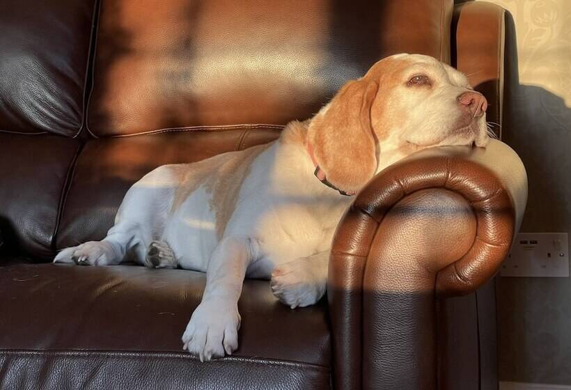 تختخواب و صبحانه Lancasters Cottage