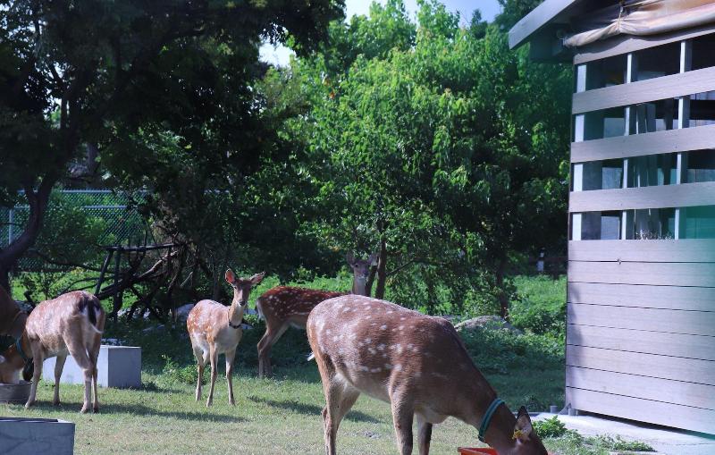 پانسیون 頌謙文旅 梅花鹿同住