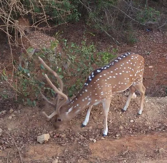 Hotelli Nehansa Resort And Safari